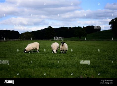 3 sheep hi-res stock photography and images - Alamy