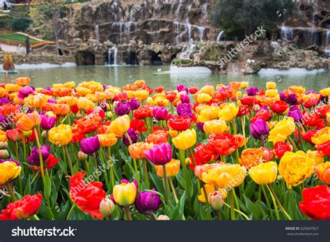 World Famous Tulip Festival Emirgan Park Stock Photo 625047827