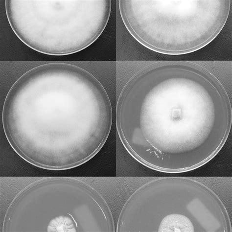 Colony Morphology Of The Wild Type Phytophthora Sojae Isolate P