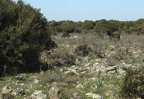 Giara Di Gesturi Sardegna Italia Cavalli Selvatici Pascola Flickr