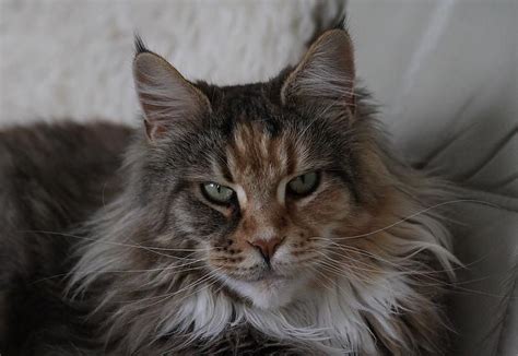 Котопес
