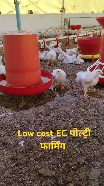 14030 Low Cost Ec Poultry Farm 5000 Bird Capacity Poultry Equipment