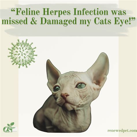 Feline Herpes Virus Damaged My Cat's Eye! – ReNewedPet