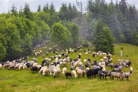 Premium Photo Flock Of Sheep In A Mountain Valley