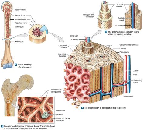 Human Skeleton Skeletal System Function Human Bones Anatomia