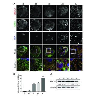 Expression Of Yme L Protein And Mrna During Embryonic Development In