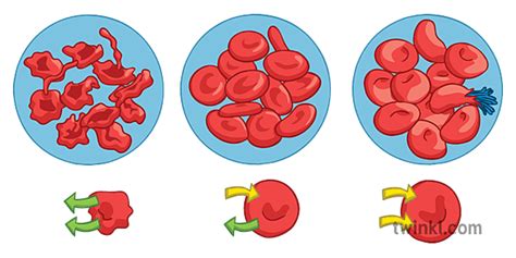 Osmotic Pressure on Blood Cells Illustration - Twinkl