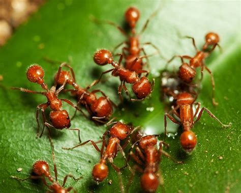 Types Of Ants | Types Of