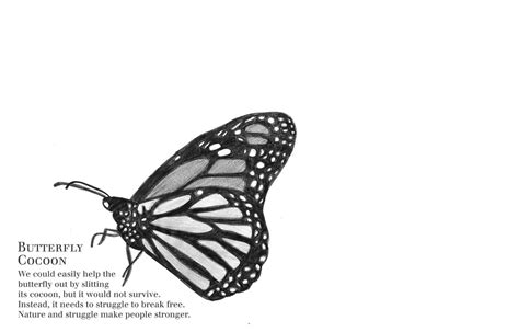 Butterfly Coming Out Of Cocoon Black And White