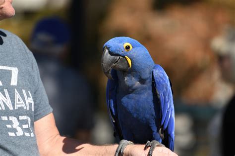 Blue Macaw Parrot Free Stock Photo - Public Domain Pictures