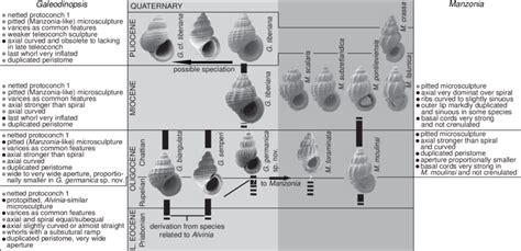 Schematic Trend Of Morphological Variation Diversification And Supposed