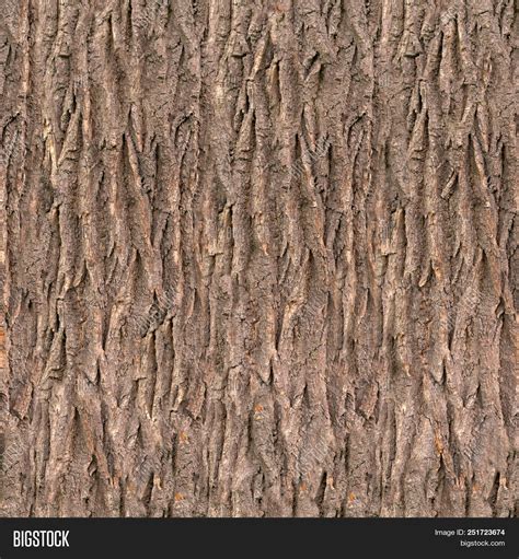 Seamless Oak Tree Bark Image Photo Free Trial Bigstock