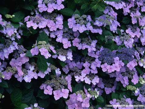 🔥 [40+] Purple Hydrangea Wallpapers | WallpaperSafari