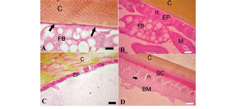 Histological Sections Of The Integument Of Dinoponera Lucida A