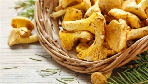 8 Tipos De Cogumelos Comestíveis Benefícios E Dicas Mundoboaforma