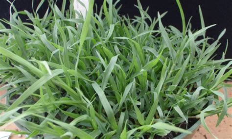 Ultimate Bermuda Grass Care Guide - Home and Gardens