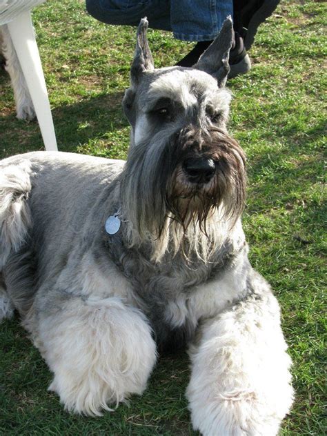 Giant Schnauzer Puppies Salt And Pepper