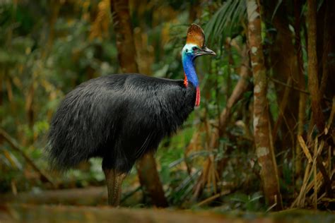 Il casuario l uccello più pericoloso per l uomo è a rischio