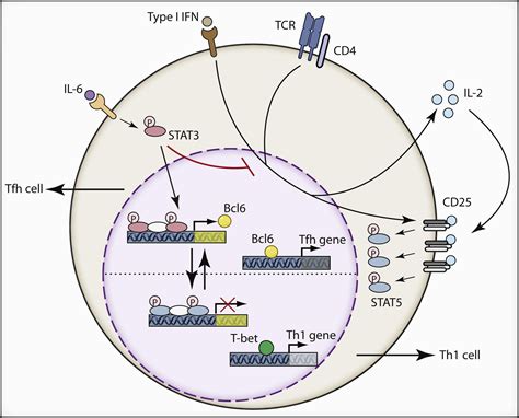 Tfh Cell Differentiation Missing Stat Uncovers Interferons