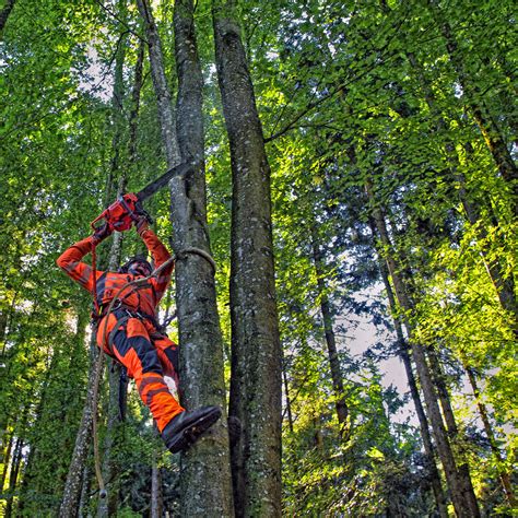 Baum fällt Waldvielfalt