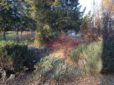 Ереванский ботанический сад – OrchidDream