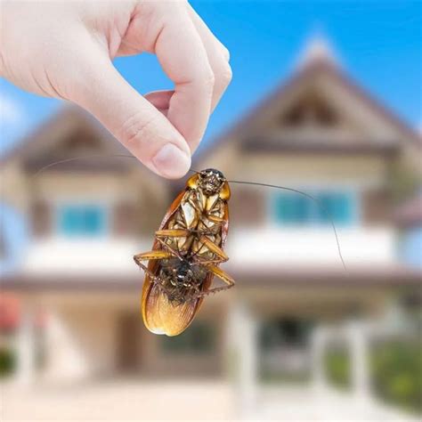 Your Entire Guide to Roach Exterminators: How to Get Rid of Roaches ...