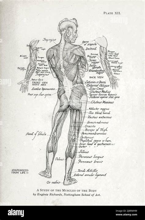 Human body muscles pencil drawing hi-res stock photography and images ...