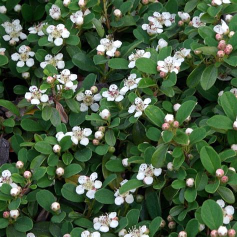 Creeping Cotoneaster Queen Of Carpets Evergreen Potted Garden Shrub