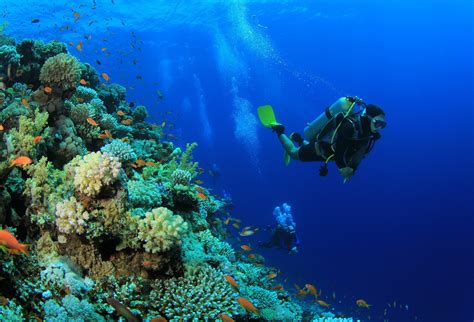 Shore Excursions Group (2026) - All You MUST Know Before You Go (with