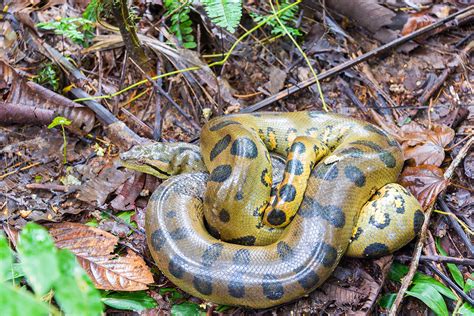 Largest Snake In The Amazon: Top 10 Anaconda Facts - Rainforest Cruises