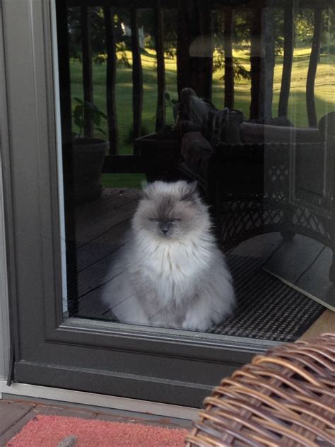I’ve had this guy for 10 years tomorrow. His full name is Fuzzy Kitty