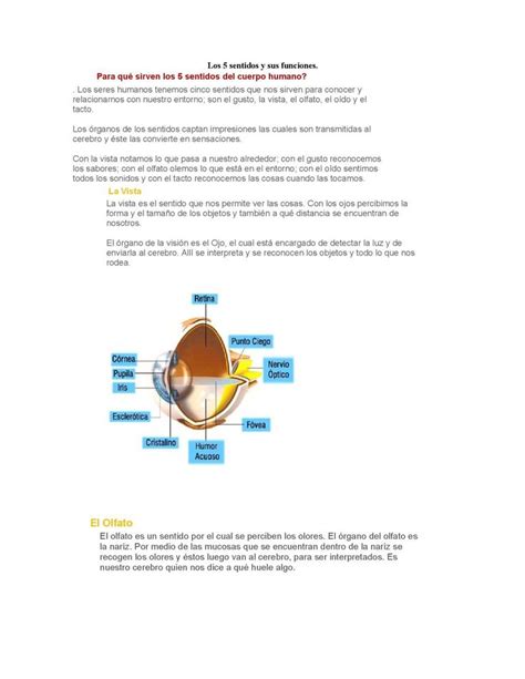 Los Sentidos Y Sus Funciones Los Sentidos Del Cuerpo Organos De