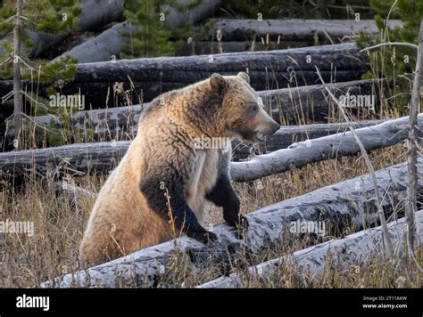 Grizzly Bear and Cubs n Yellowstone in autumn Stock Photo - Alamy