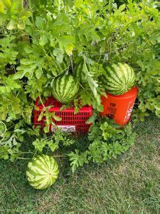 5 Watering Tips For a Sweet and Juicy Watermelon Harvest