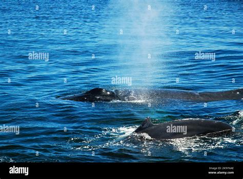 Two Humpback Whales Rise To The Surface Of The Ocean And Use Their