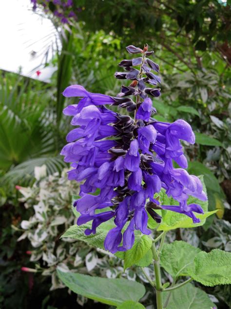 FLORACIONES EN MÁLAGA Y MÁS Floraciones y plantas de mi jardín agosto