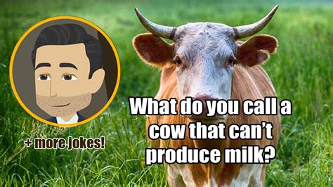 What Do You Call A Cow That Cant Produce Milk 12 More Jokes 30