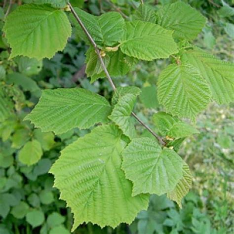 Noisetier Commun Jeunes Plants Vigoureux Corylus Avellana