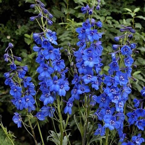 6 X Delphinium Blue Bird Ridderspoor Pot 9x9 Cm Hemelsblauwe