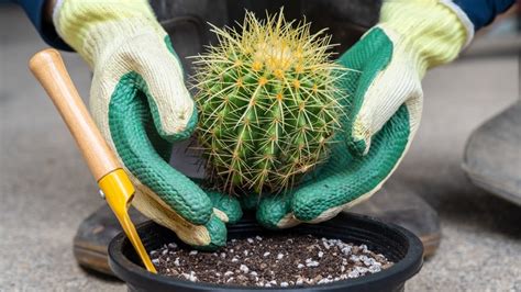 How To Safely Repot A Cactus