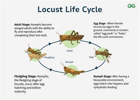 Locust Life Cycle - Stages with Labeled Diagram - GeeksforGeeks