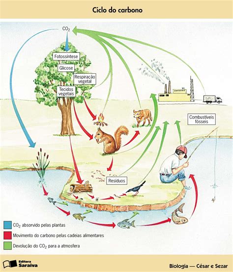 Ecologia Energia E Matéria Nos Ecossistemas