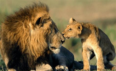 Gir National Park Wildlife Sanctuary in Gujarat – Swan Tours