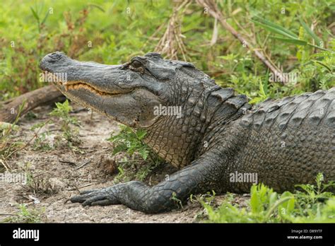 American Alligator Anahuac National Wildlife Refuge Texas Stock Photo