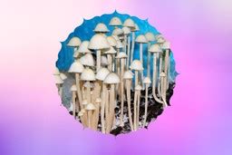 The Wonderful and Diverse World of Psilocybin Mushroom Strains ...