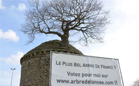 Nature Le Plus Bel Arbre De France à Bégard Le Télégramme