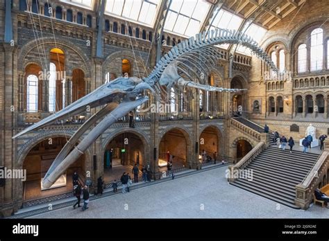 England London South Kensington Natural History Museum Exhibit Of