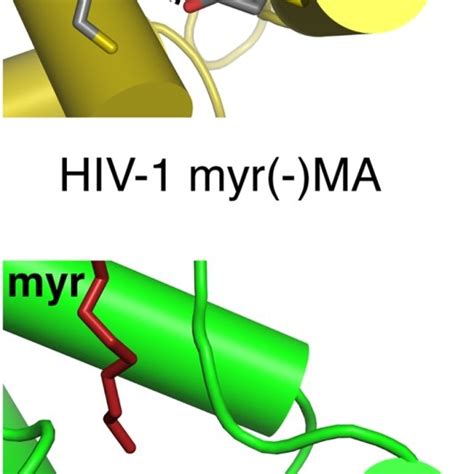 Hiv 1 Gag Proteins Interact With Ubc9 In Vitro A Gst Ubc9 Pull Down