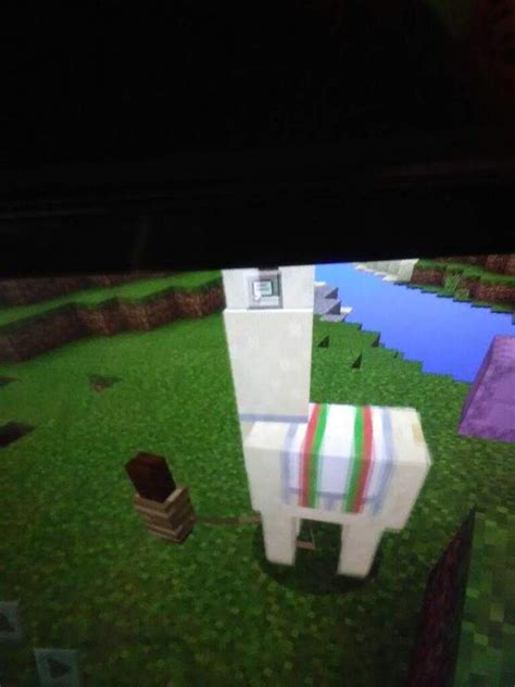 Minecraft Llama Carpet Designs | www.stkittsvilla.com