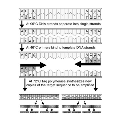 Principle Of The Polymerase Chain Reaction Download Scientific Diagram